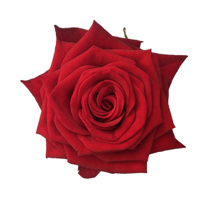 Romantic Red