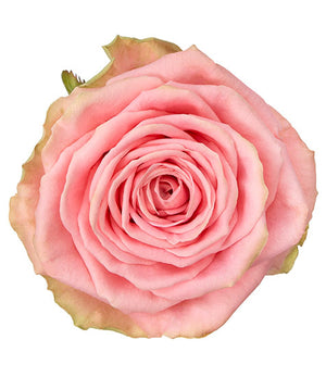 Perfect Pink